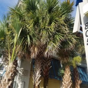 Meet your Posher, Vera